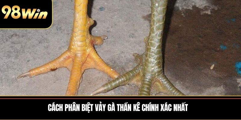 Cách phân biệt vảy gà thần kê chính xác nhất