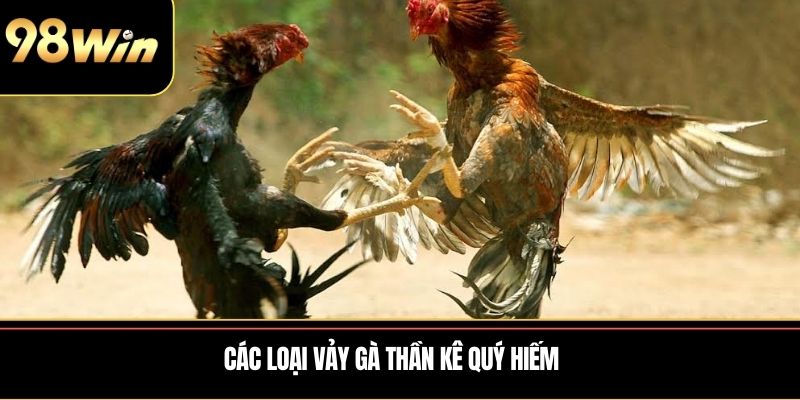 Các loại vảy gà thần kê quý hiếm