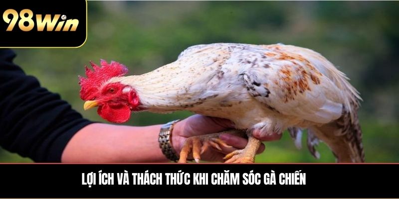 Lợi ích và thách thức khi chăm sóc gà chiến