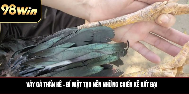 Vảy Gà Thần Kê
